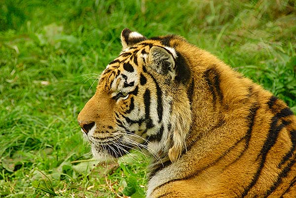 Amur Tiger